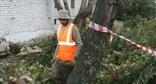 Рабочие спиливают деревья на улице Горького в Сочи. 2 ноября 2012 г. Фото Светланы Кравченко для "Кавказского узла"