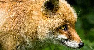 Лисица. Фото: Cloudtail, http://www.flickr.com/photos/blacktigersdream