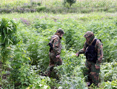Семена марихуаны закладкой легализуют ли марихуану в беларуси