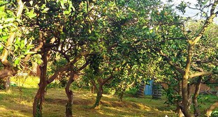Мандариновые деревья в частном саду. Махинджаури, Аджария. Октябрь 2013 г. Фото Юлии Кашеты для "Кавказского узла"
