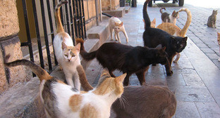 Бездомные кошки. Фото: KUSHI https://ru.wikipedia.org Бездомные кошки. Фото: KUSHI https://ru.wikipedia.org