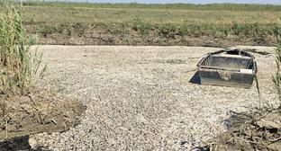 Массовая гибель рыбы в водоохранной зоне реки Терек. Дагестан. Фото https://www.riadagestan.ru/ Массовая гибель рыбы в водоохранной зоне реки Терек. Дагестан. Фото https://www.riadagestan.ru/
