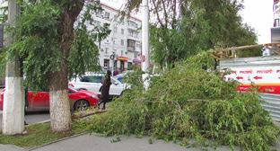 Сильный ветер сломал вяз на улице Невской в Волгограде. Фото Вячеслава Ященко для "Кавказского узла" Сильный ветер сломал вяз на улице Невской в Волгограде. Фото Вячеслава Ященко для "Кавказского узла"
