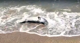 Погибший тюлень в Каспийском море  в Дербенте. Кадр видео https://vk.com/wall-181593762_1542957