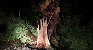 Поваленное ветром дерево. Скриншот изображения на странице https://www.rustavi2.ge/ka/news/203535