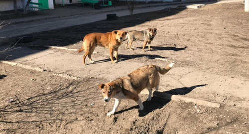 С собакой узел - смотреть порно видео онлайн