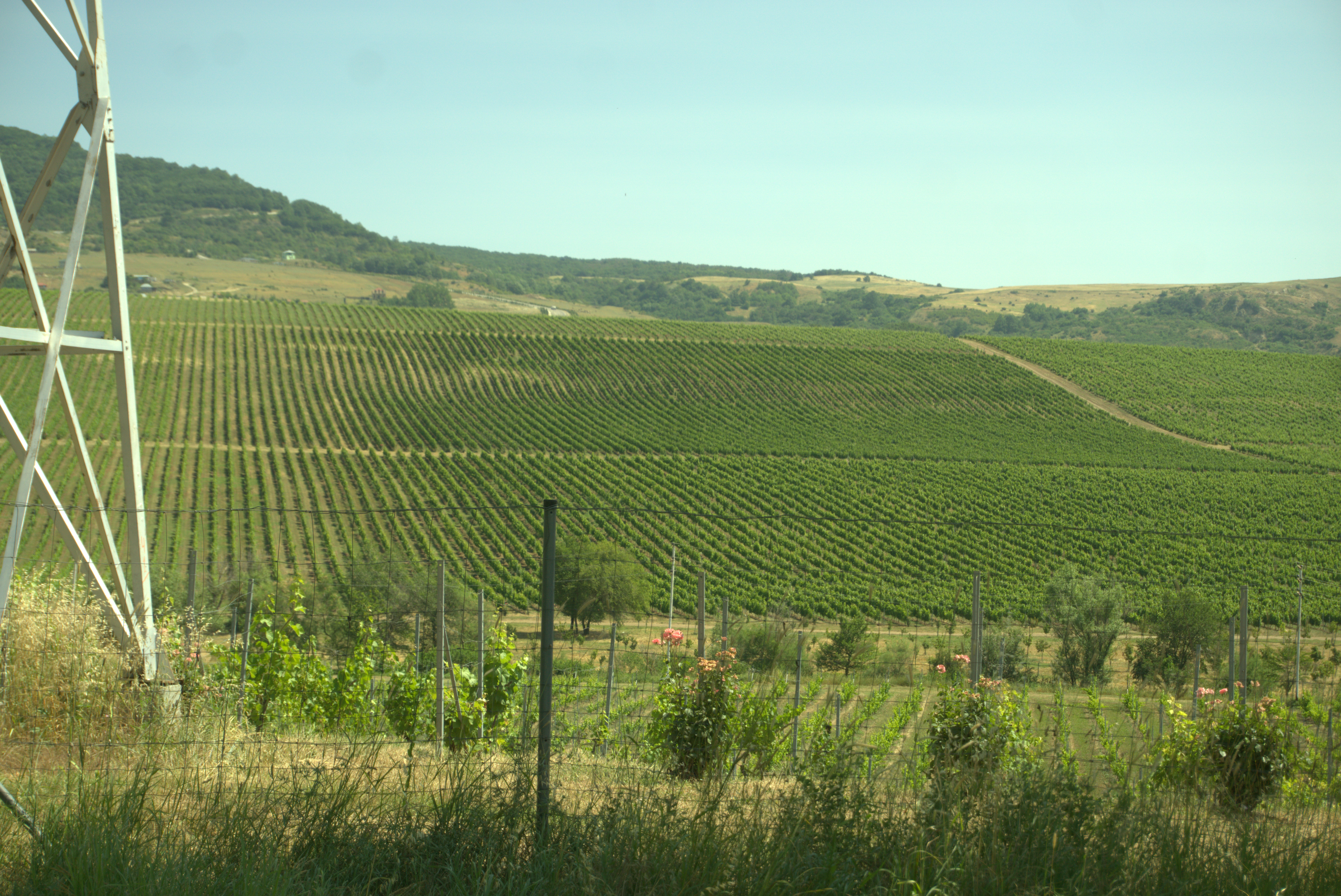 В Шамахы сейчас около 2 тысячи гектаров виноградных садов. Шамахы, Азербайджан. Фото Ислам Шыхали В Шамахы сейчас около 2 тысячи гектаров виноградных садов. Шамахы, Азербайджан. Фото Ислам Шыхали
