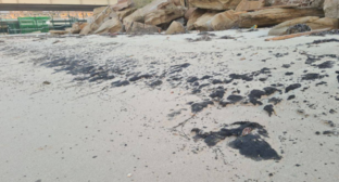 Мазутные пятна в Тамани. Скриншот фото штаба "Дельфины" от 08.10.25, https://t.me/shtab_delfin/1271. Мазутные пятна в Тамани. Скриншот фото штаба "Дельфины" от 08.10.25, https://t.me/shtab_delfin/1271.