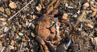 Погибший краб на берегу. Скриншот фото из Telegram-канала штабы "Дельфины" от 08.11.25, https://t.me/razlivnasvyazi/233675/309961 Погибший краб на берегу. Скриншот фото из Telegram-канала штабы "Дельфины" от 08.11.25, https://t.me/razlivnasvyazi/233675/309961