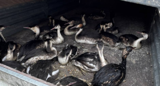 Птицы в мазуте. Скриншот фото из Telegram-канала реабилитационного центра от 21.02.26, https://t.me/zhemchujnaya9/1535?single