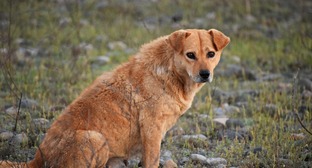 Собака. Фото: pixabay.com