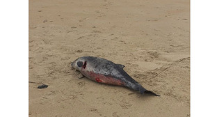 Мертвая рыба на пляже. 10 марта 2026 г. Фото: https://t.me/maksanapskii/17098