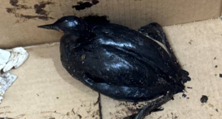 Птица, привезенная в центр. Скриншот фото центра на Жемчужной от 10.04.26, https://t.me/zhemchujnaya9/1667