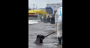 Ручная уборка нефтепродуктов с побережья в Туапсе. Стоп-кадр видео из телеграм-канала "Эколог Жора Каваносян" https://t.me/ecozhora/7547