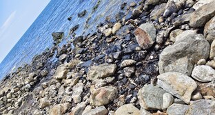 Мазут на берегу. Скриншот публикации https://t.me/my_tuapse/36527?comment=984003