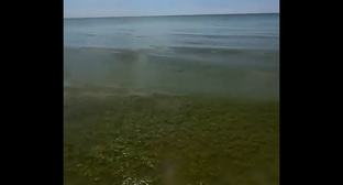 Водоросли в море. Кадр из видео https://t.me/shot_shot/97099