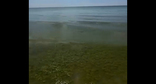 Водоросли в море. Кадр из видео https://t.me/shot_shot/97099