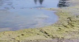 Состояние пляжа в Анапе. Стоп-кадр видео Юрия Озаровского от 29.08.26, https://t.me/AnapaOzz/1546991.