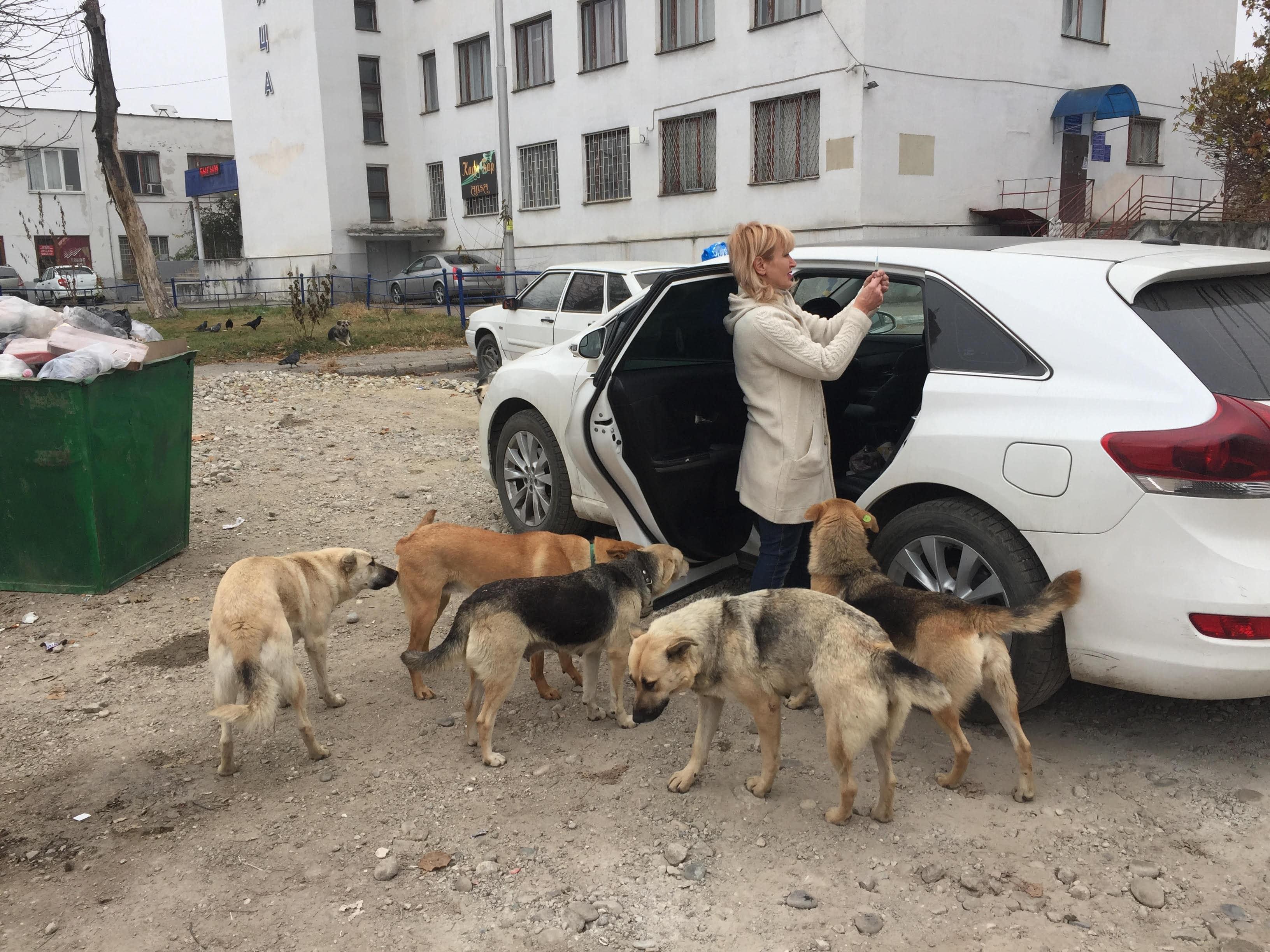 Кавказский Узел | Бездомные собаки, законы и сердобольные нальчане